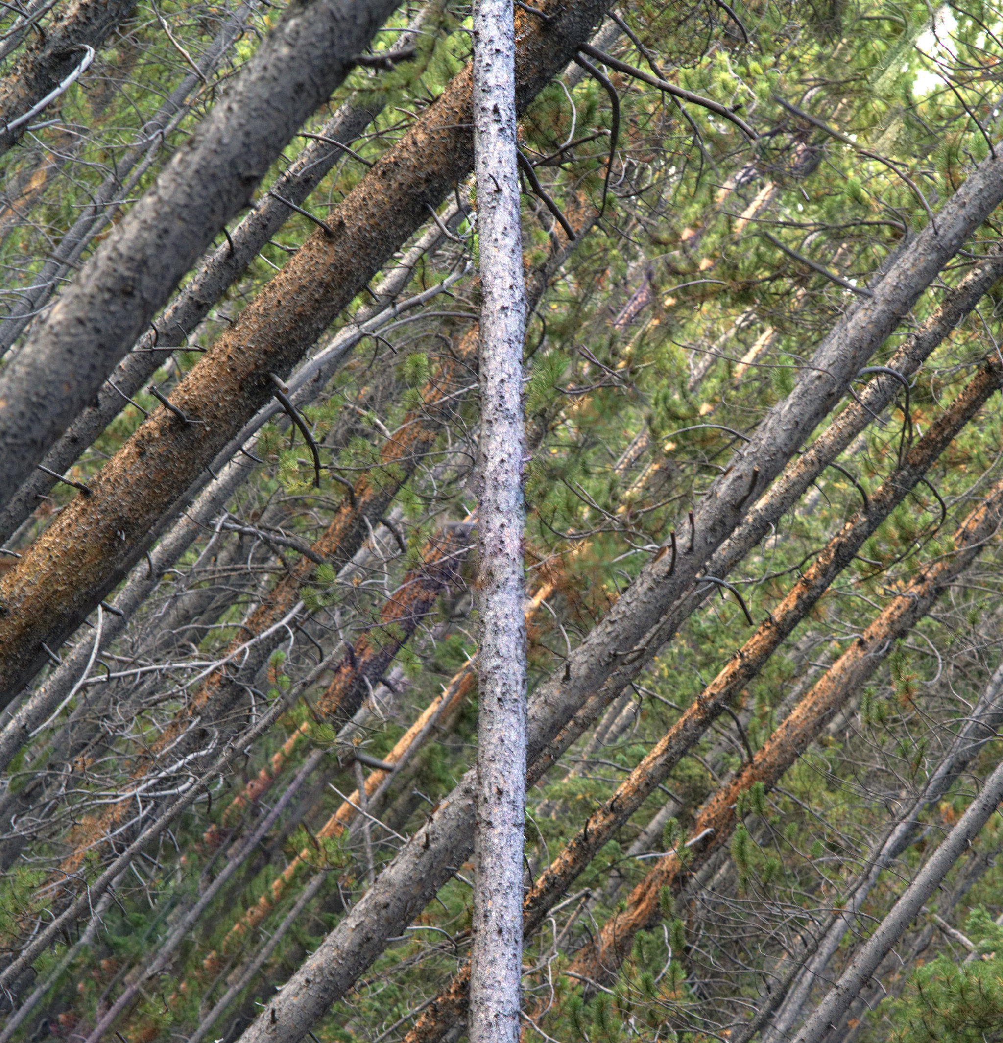 Don't Loose the Forest for the Tree